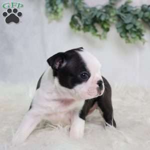 Bella, Boston Terrier Puppy